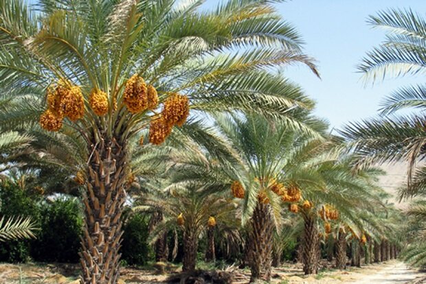 ماجرای شنیدنی درخت خرما و درختی در «بهشت» که فرد نیکوکار گرفت ماجرای شنیدنی درخت خرما و درختی در «بهشت» که فرد نیکوکار گرفت