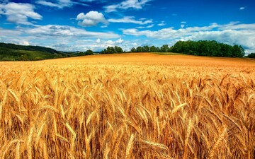 رشد تولید گندم در کهگیلویه و بویراحمد/ رکورد خرید تضمینی شکسته شد