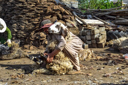 مەڕ بڕینەوە لە دەڤەری شنۆ