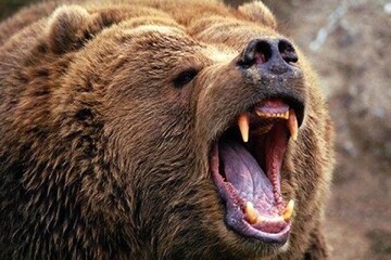 خرس به یک چوپان دیباجی حمله کرد