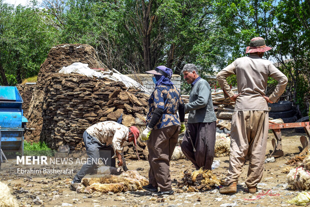 پشم چینی گوسفندان در «دوربه» 14