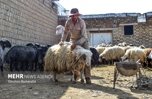 پشم چینی گوسفندان در «دوربه»