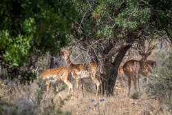 گله مرال‌ها در جنگل هیرکانی مازندران