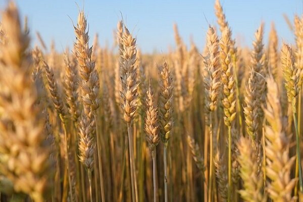  ۲۲۰ تن گندم از اراضی پارس‌آباد برداشت شد