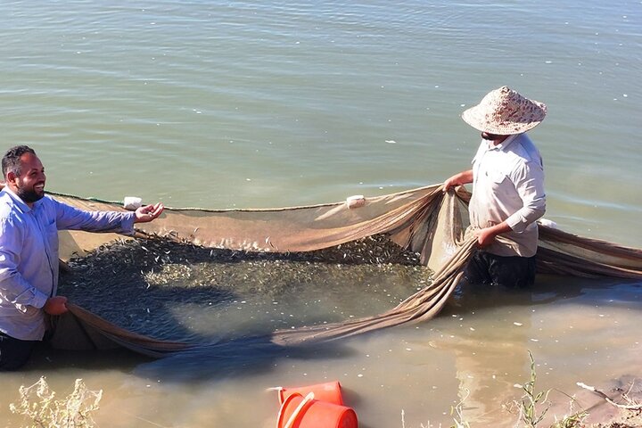 رهاسازی ۴۴۰ هزار قطعه بچه ماهی در تالاب بامدژ