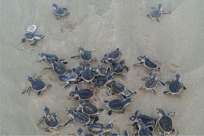 لاکپشت منقار عقابی در خطر انقراض است/ اجرای طرح حفاظت در بوشهر