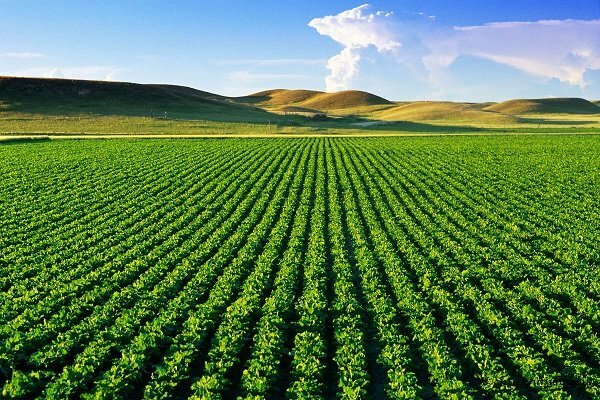 گسترش همکاری های بین المللی در حوزه کشاورزی / سازوکار جدید در بازار