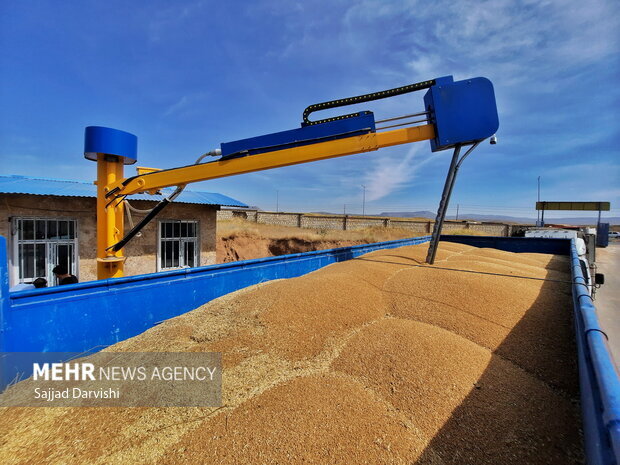 ۵۰ هزار تن گندم توسط دولت از کشاورزان خراسان شمالی خریداری شد