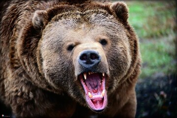 خرس قهوه‌ای از تله شکارچیان در خداآفرین نجات یافت