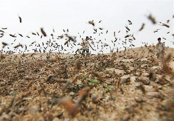 پایش ۸۲ هزار هکتار مرتع در گلستان برای ردیابی ملخها