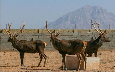 اولین سایت مولد آهو و گوزن یزد در بن بست مجوزهای توسعه گردشگری