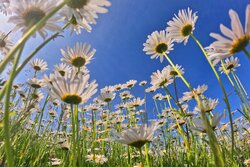 Chamomile flower plain in Fandoqlu forest, NW Iran