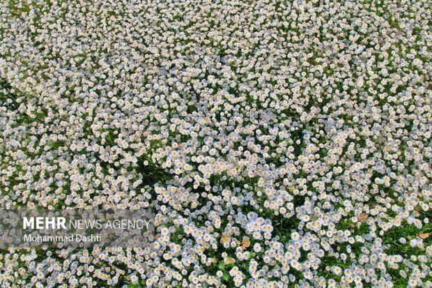دشت گلهای بابونه اردبیل