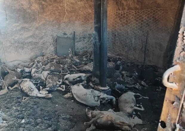 تلف شدن ۱۵ راس گوسفند بر اثر آتش سوزی در شهر حکم آباد