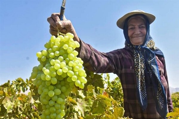 برداشت انگور در رباط کریم آغاز شد / پیش بینی تولید 50 هزار تن محصول