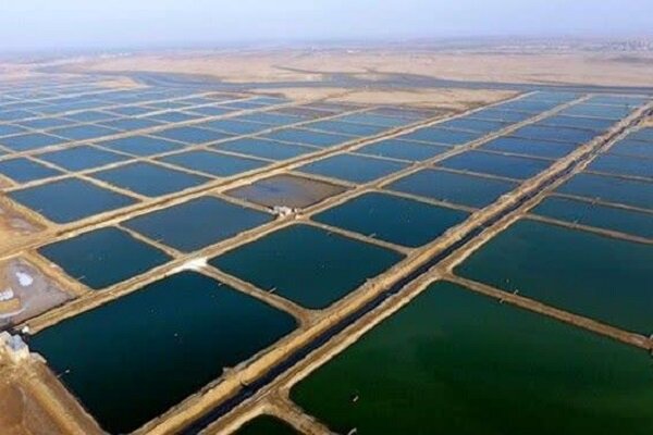 زنجیره ارزش پرورش آبزیان در استان بوشهر تکمیل می‌شود