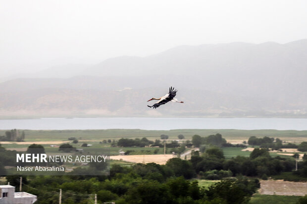 ارتباط خوب لک‌لک‌ها با اهالی روستای «دره تِفی» <a href='https://sayeb.ir/tag/%d9%85%d8%b1%db%8c%d9%88%d8%a7%d9%86'>مریوان</a>