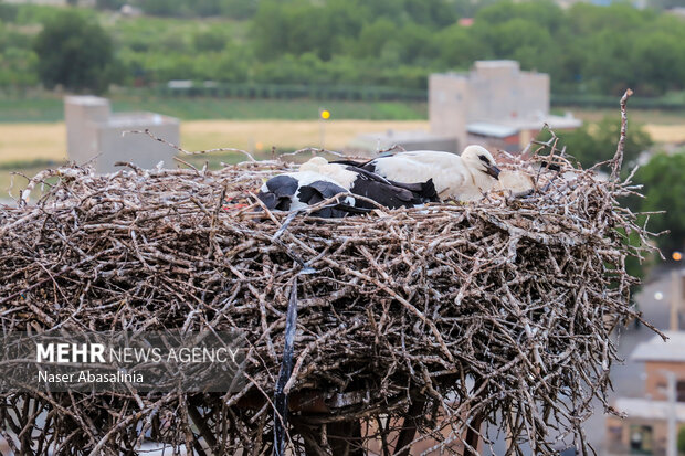 ارتباط خوب لک‌لک‌ها با اهالی روستای «دره تِفی» <a href='https://sayeb.ir/tag/%d9%85%d8%b1%db%8c%d9%88%d8%a7%d9%86'>مریوان</a>