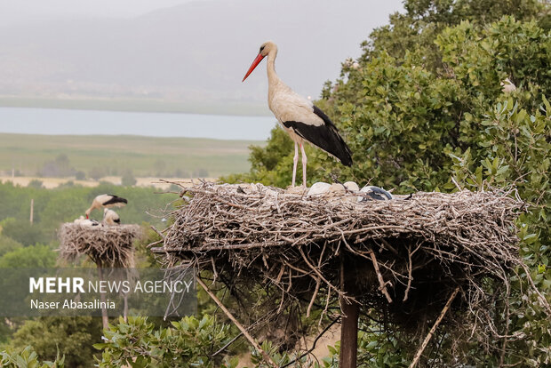زیباترین دریاچه ایران منتظر مسافران نوروزی/مریوان شهر زیباییها