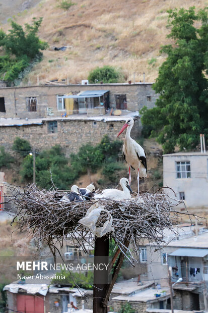 ارتباط خوب لک‌لک‌ها با اهالی روستای «دره تِفی» <a href='https://sayeb.ir/tag/%d9%85%d8%b1%db%8c%d9%88%d8%a7%d9%86'>مریوان</a>