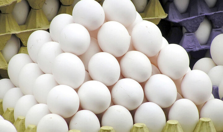 ۸۶۰۰ تن تخم مرغ در قزوین تولید شد