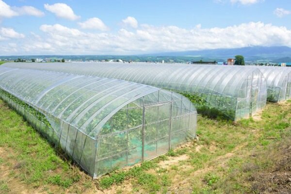 ۱۵۰ پروژه بخش کشاورزی در استان سمنان افتتاح می‌شود 
