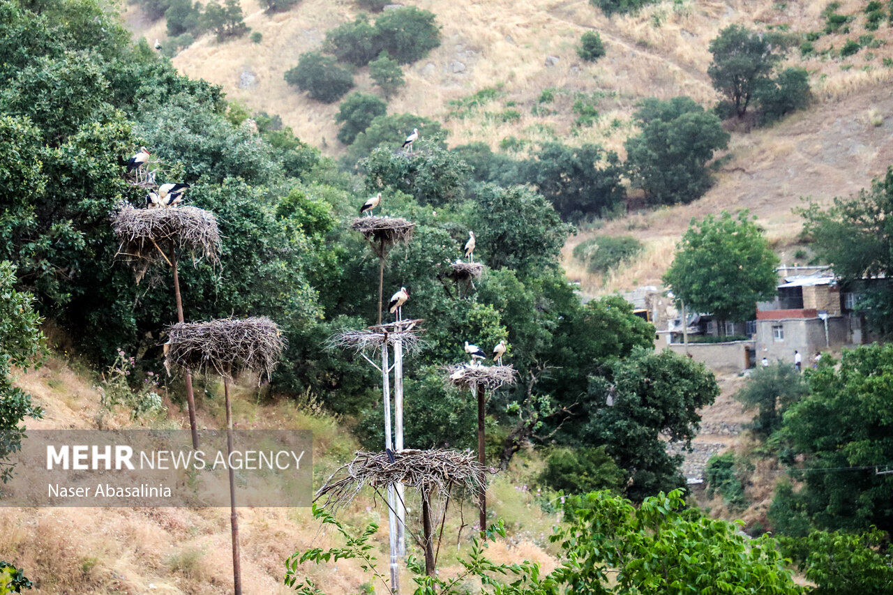 İnsandan daha çok leyleklerin yaşadığı köy; Derre Tefi Köyü