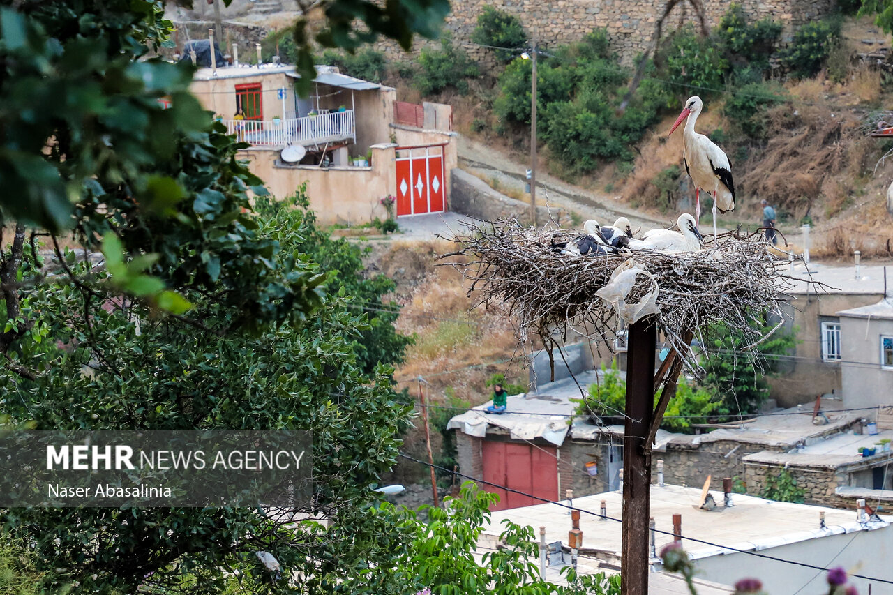 İnsandan daha çok leyleklerin yaşadığı köy; Derre Tefi Köyü