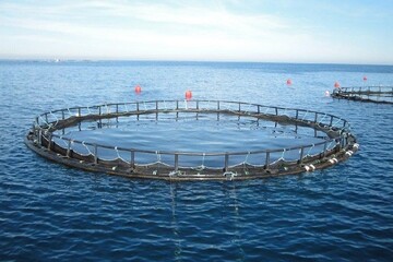 پرورش ماهیان دریایی در آب های کم عمق وساحلی گامی برای جهش تولید است