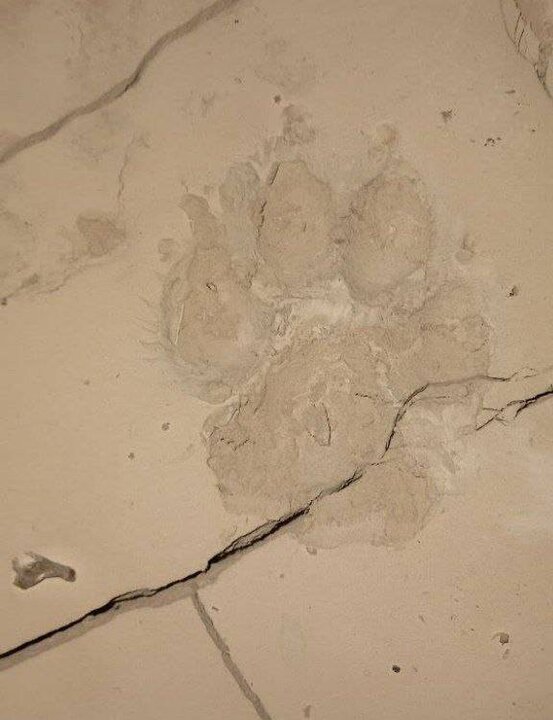 مشاهده یوزپلنگ آسیایی در حوزه شهرستان اسفراین