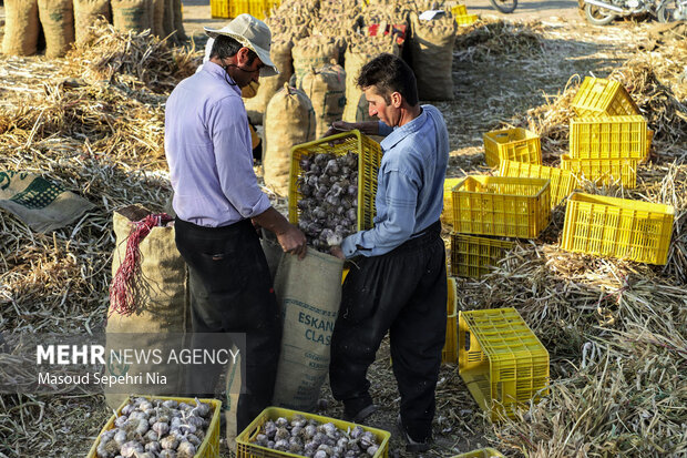 برداشت سیر از مزارع تیمورلو در آذرشهر