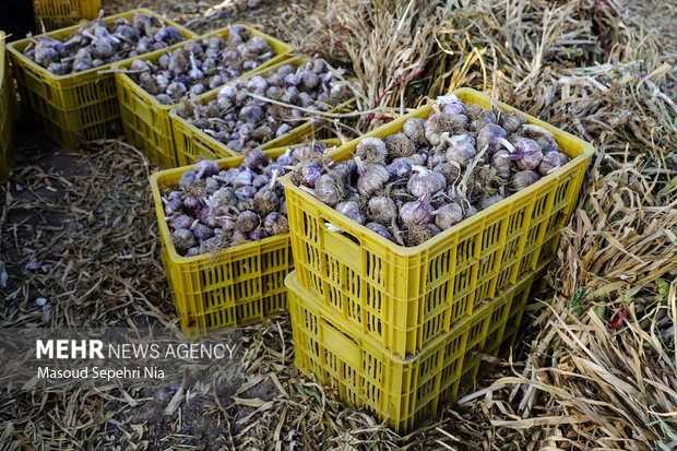 Harvesting garlic in Teymurlu city 