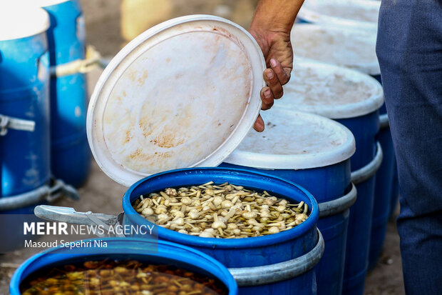 Harvesting garlic in Teymurlu city 