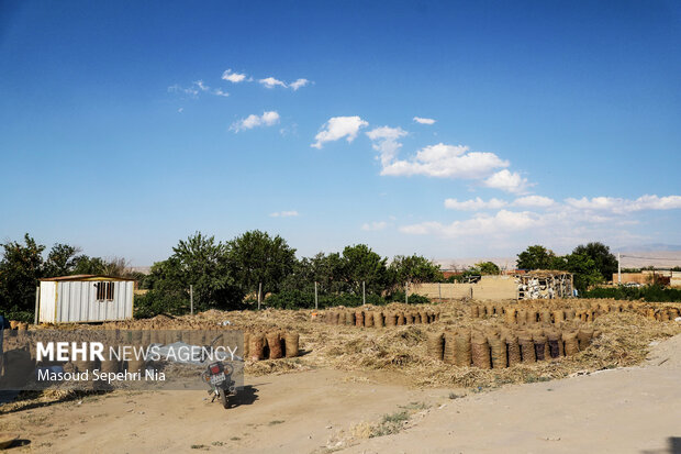 برداشت سیر از مزارع تیمورلو در آذرشهر