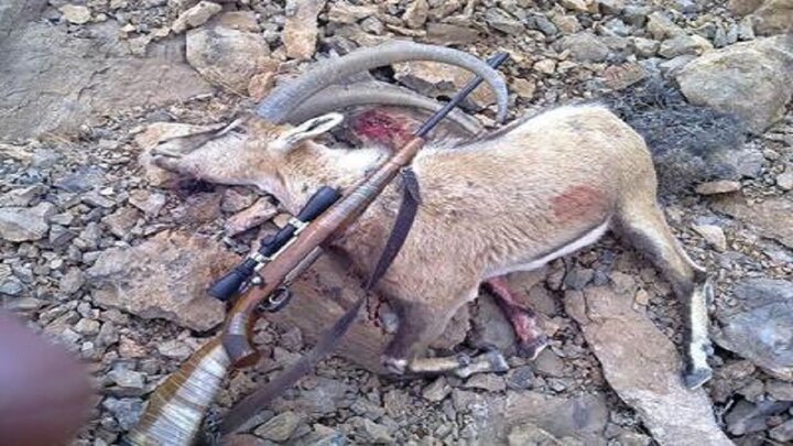کشف لاشه قوچ وحشی و دستگیری شکارچی متخلف در شهرستان فاروج