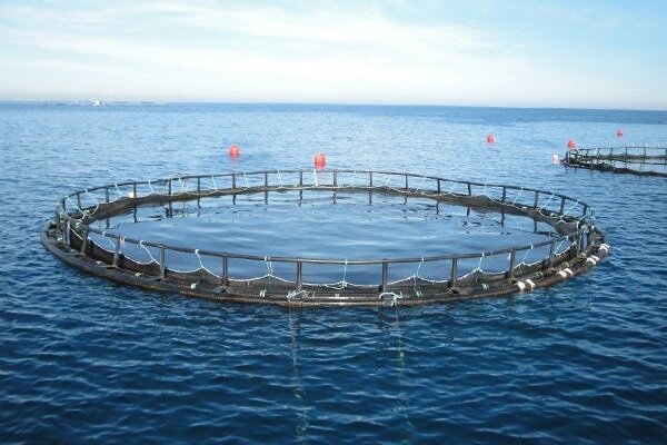 پرورش ماهیان دریایی درآبهای کم عمق وساحلی گامی برای جهش تولید است