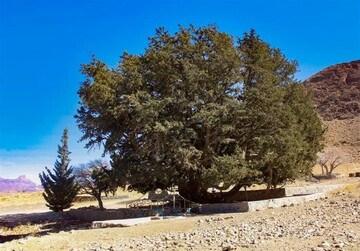 ثبت درختان سرو کهنسال «تفتان» در فهرست میراث طبیعی ملی