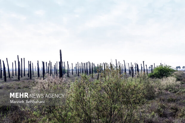 اروندکنار؛ سرزمین نخلهای بی سر