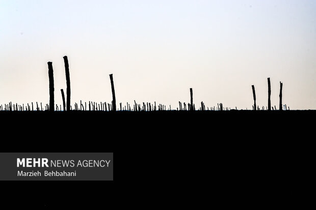 اروندکنار؛ سرزمین نخلهای بی سر