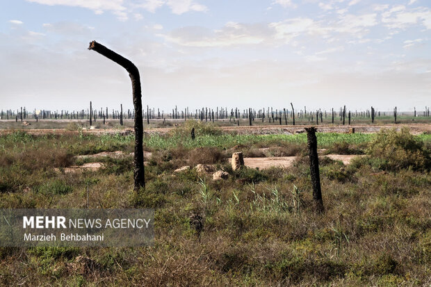 اروندکنار؛ سرزمین نخلهای بی سر