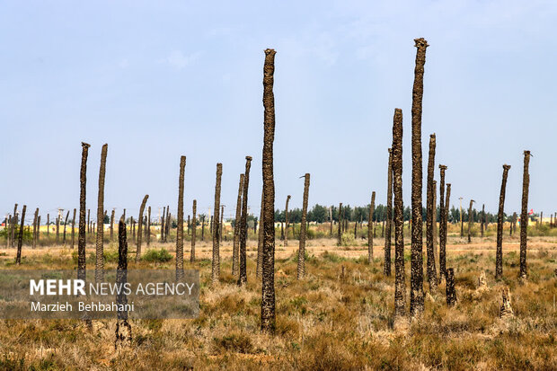 اروندکنار؛ سرزمین نخلهای بی سر