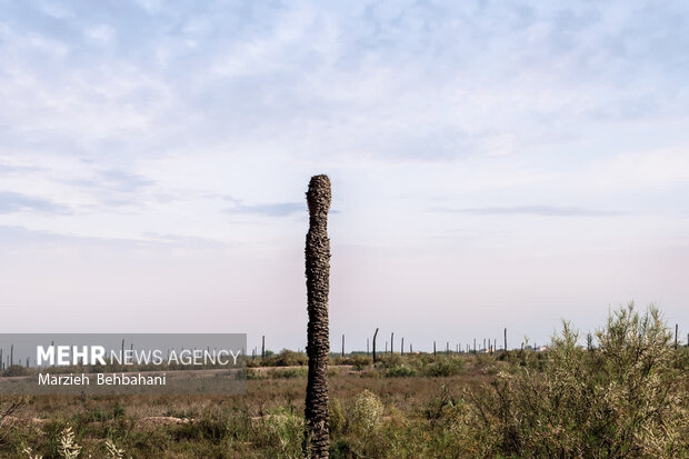 اروندکنار؛ سرزمین نخلهای بی سر