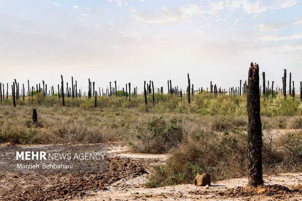 اروندکنار؛ سرزمین نخلهای بی سر