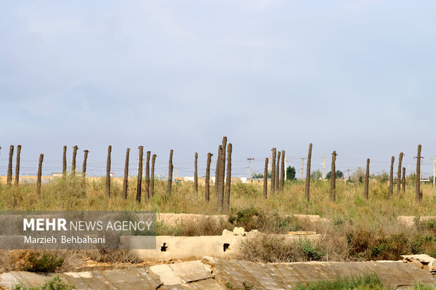 اروندکنار؛ سرزمین نخلهای بی سر