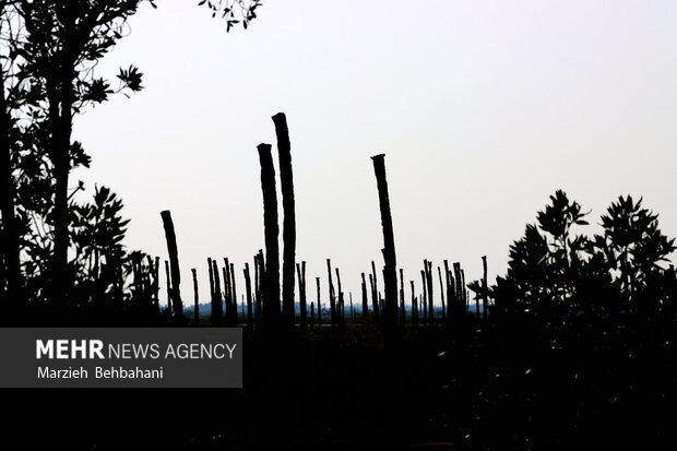 اروندکنار؛ سرزمین نخلهای بی سر