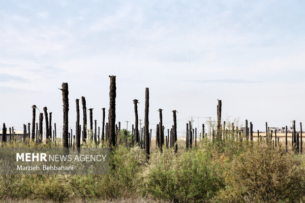 نگاهی به نقش صیادان در دفاع مقدس/ لنجداران در کنار رزمندگان