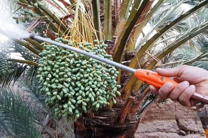 خسارت سنگین آفات به نخیلات استان بوشهر/ لزوم تخصیص اعتبار ملی خسارت سنگین آفات به نخیلات استان بوشهر/ لزوم تخصیص اعتبار ملی