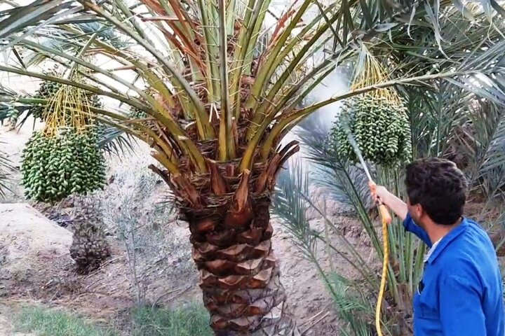 زائران کربلا از انتقال پاجوش و میوه خرما به ایران خودداری کنند زائران کربلا از انتقال پاجوش و میوه خرما به ایران خودداری کنند