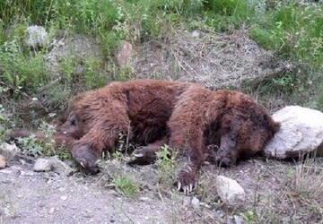 لاشه یک قلاده خرس قهوه‌ای در چرام کشف شد