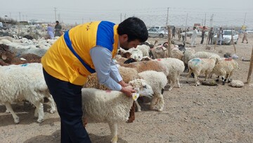 ۶۰ هزار راس دام سبک برای عید قربان وارد سیستان و بلوچستان شد